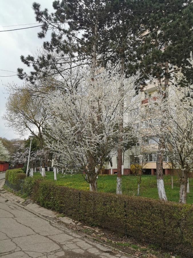 Apartament Maysa Клуж-Напока Екстер'єр фото